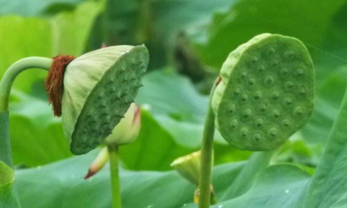 蒿子功效-蒿孑功效网 - 蒿子功效与作用,中药蒿子的性味归经与功效作用